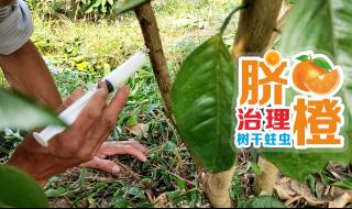 树木树干蛀虫清除方法
