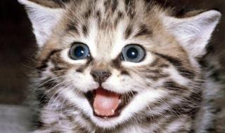 猫咪什么时候可以驱虫