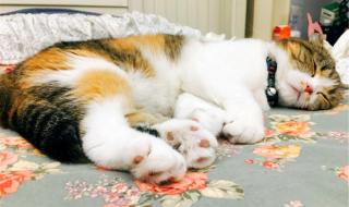 猫咪什么时候可以驱虫