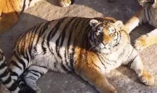 还原东北虎猎杀东北豹经过